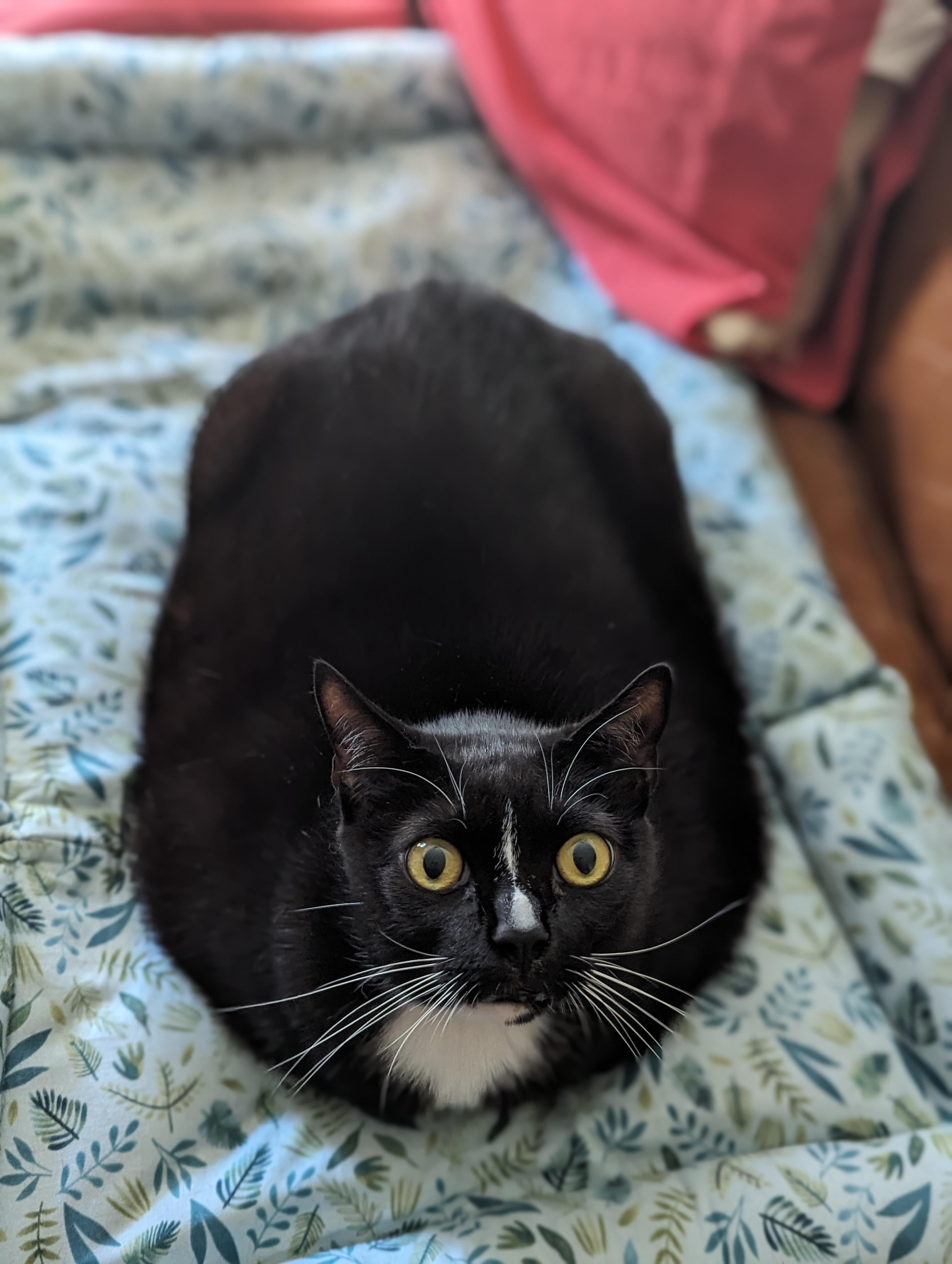 Enlarge Munchie, a Adoptable Domestic Short Hair in New York, NY image 5/6