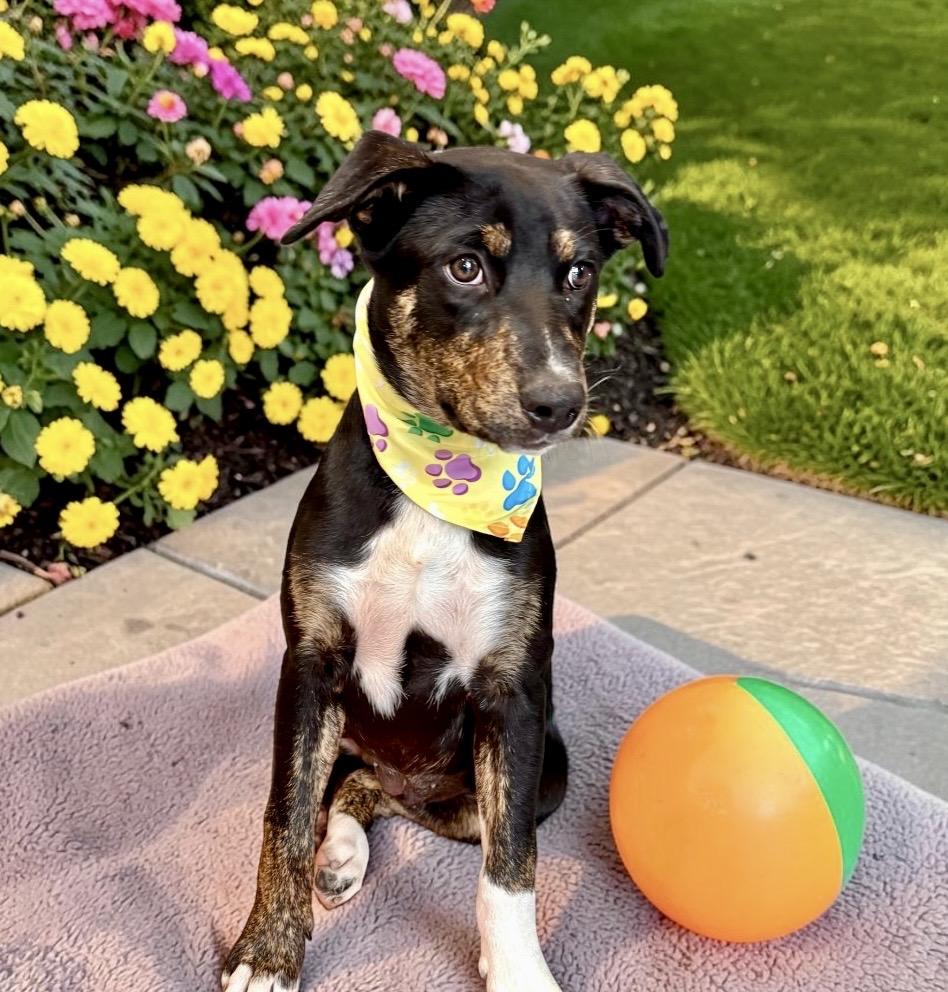 Dizzy - PUPPY, Adoptable, Puppy Female Australian Cattle Dog / Blue Heeler & Terrier.