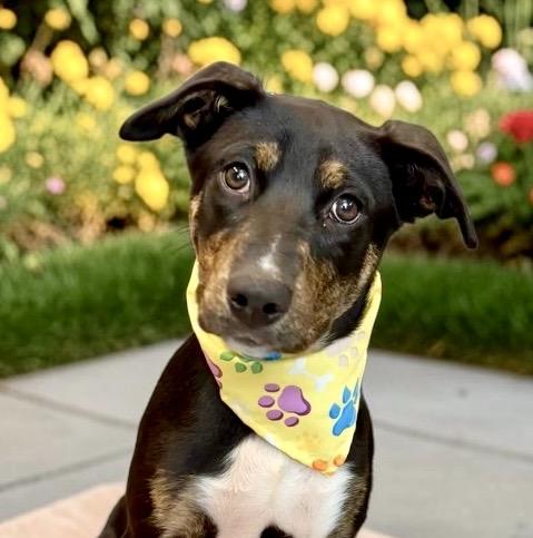 Enlarge Dizzy - PUPPY, a Adoptable mixed breed in Perry, IA image 2/6