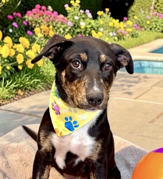 Enlarge Dizzy - PUPPY, a Adoptable mixed breed in Perry, IA image 3/6