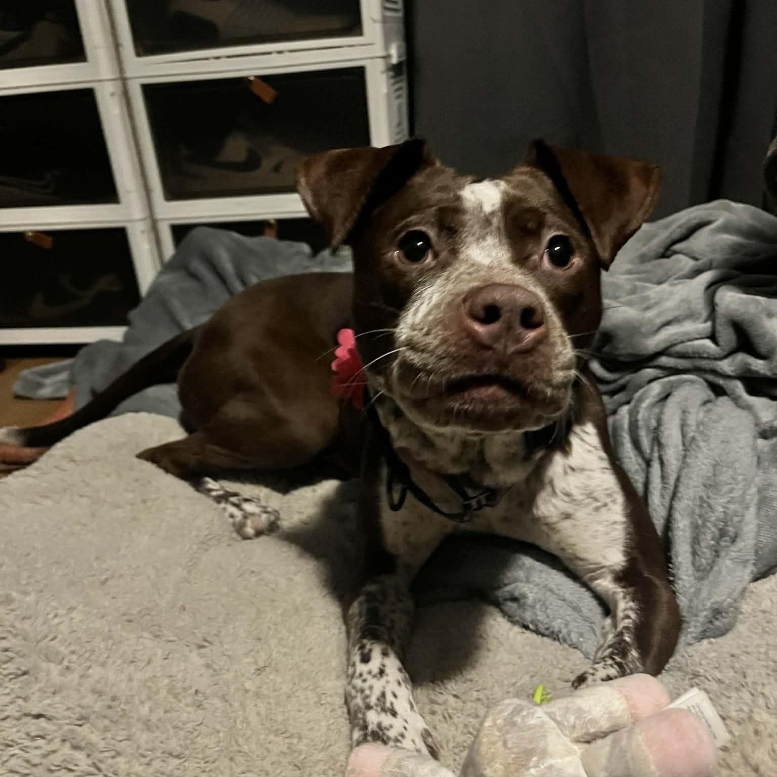 Enlarge Maple, an adopted mixed breed in East Peoria, IL image 2/5