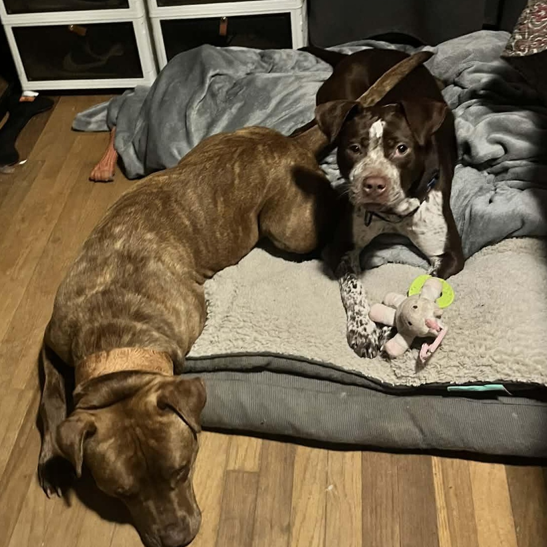 Enlarge Maple, an adopted mixed breed in East Peoria, IL image 3/5