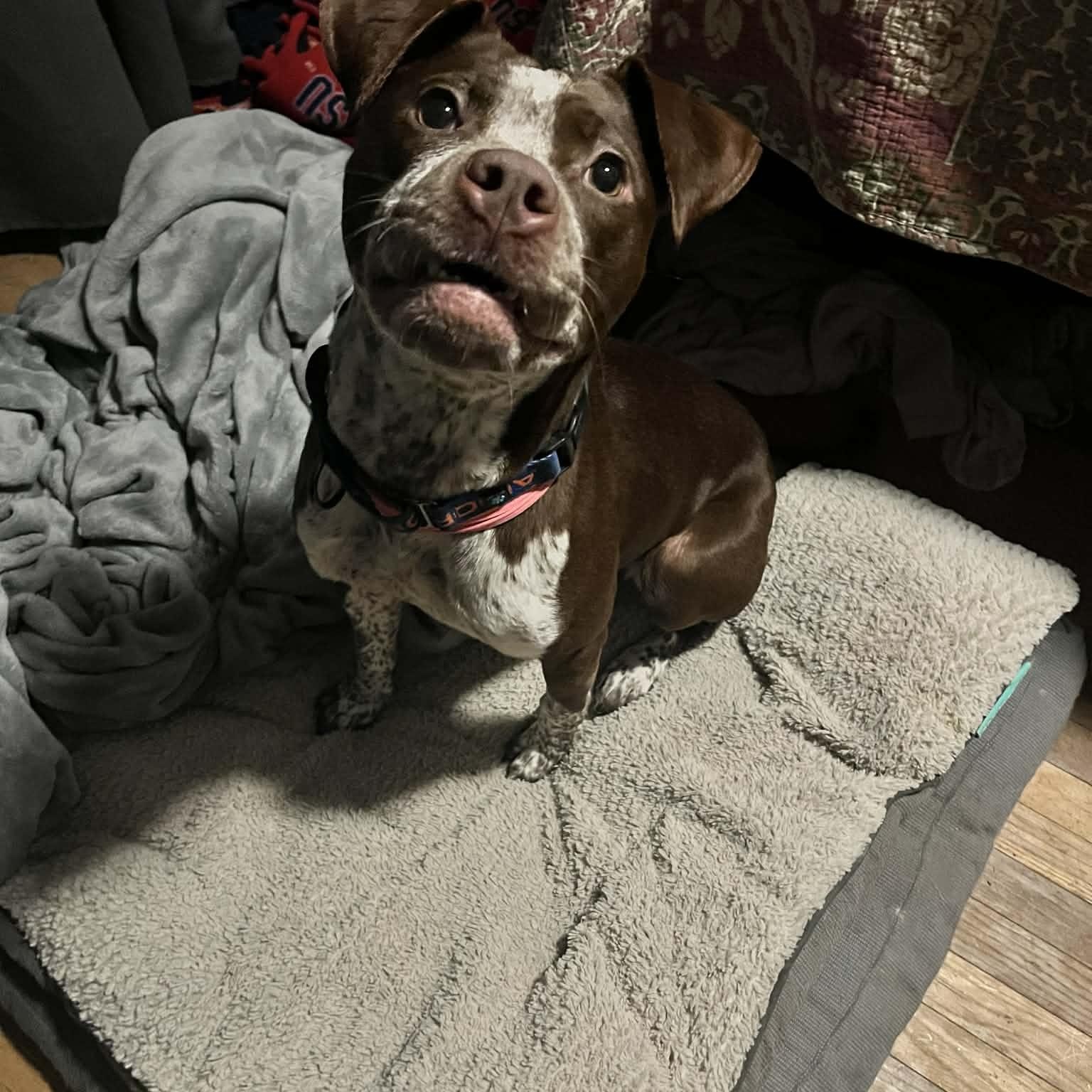 Enlarge Maple, an adopted mixed breed in East Peoria, IL image 5/5