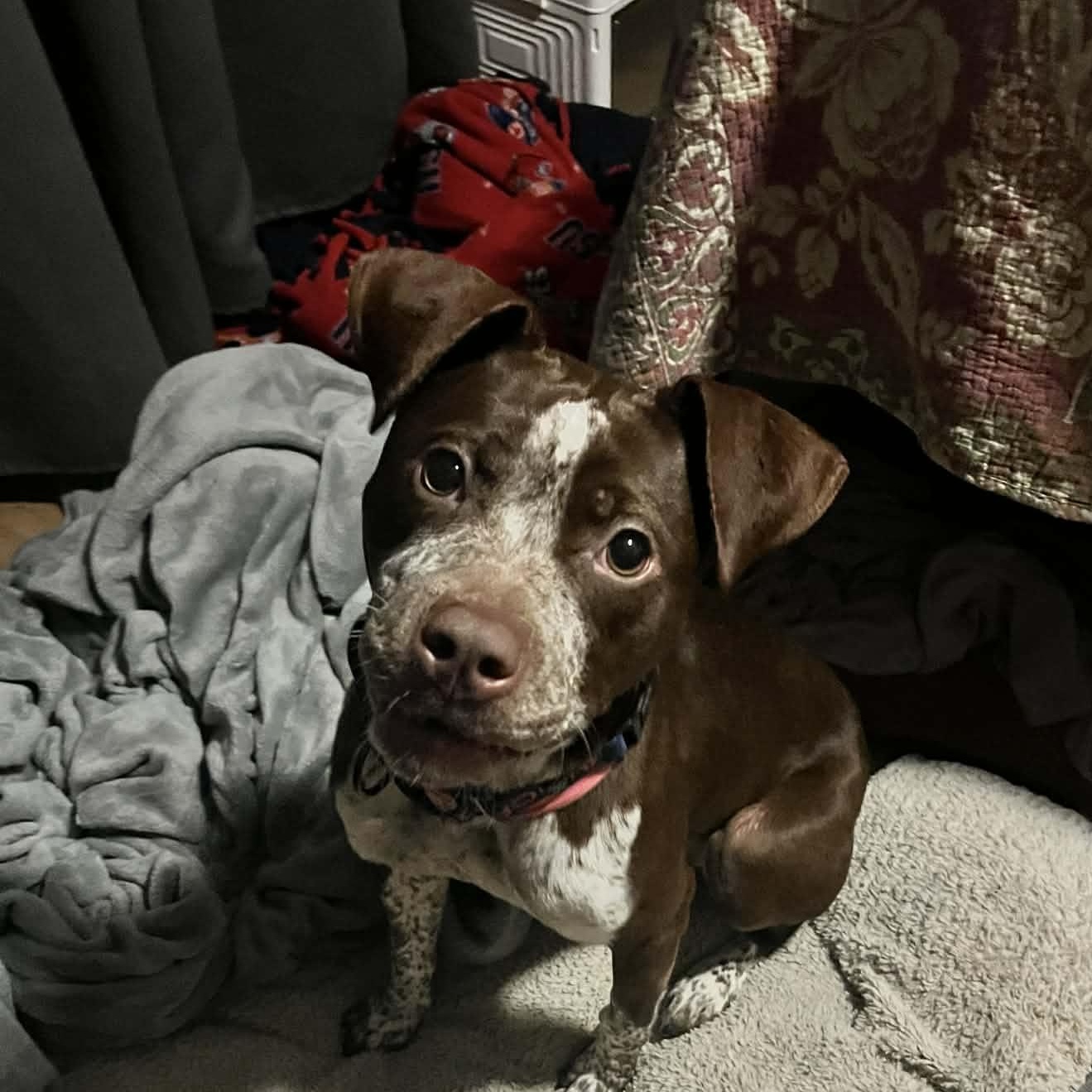 Enlarge Maple, an adopted mixed breed in East Peoria, IL image 1/5