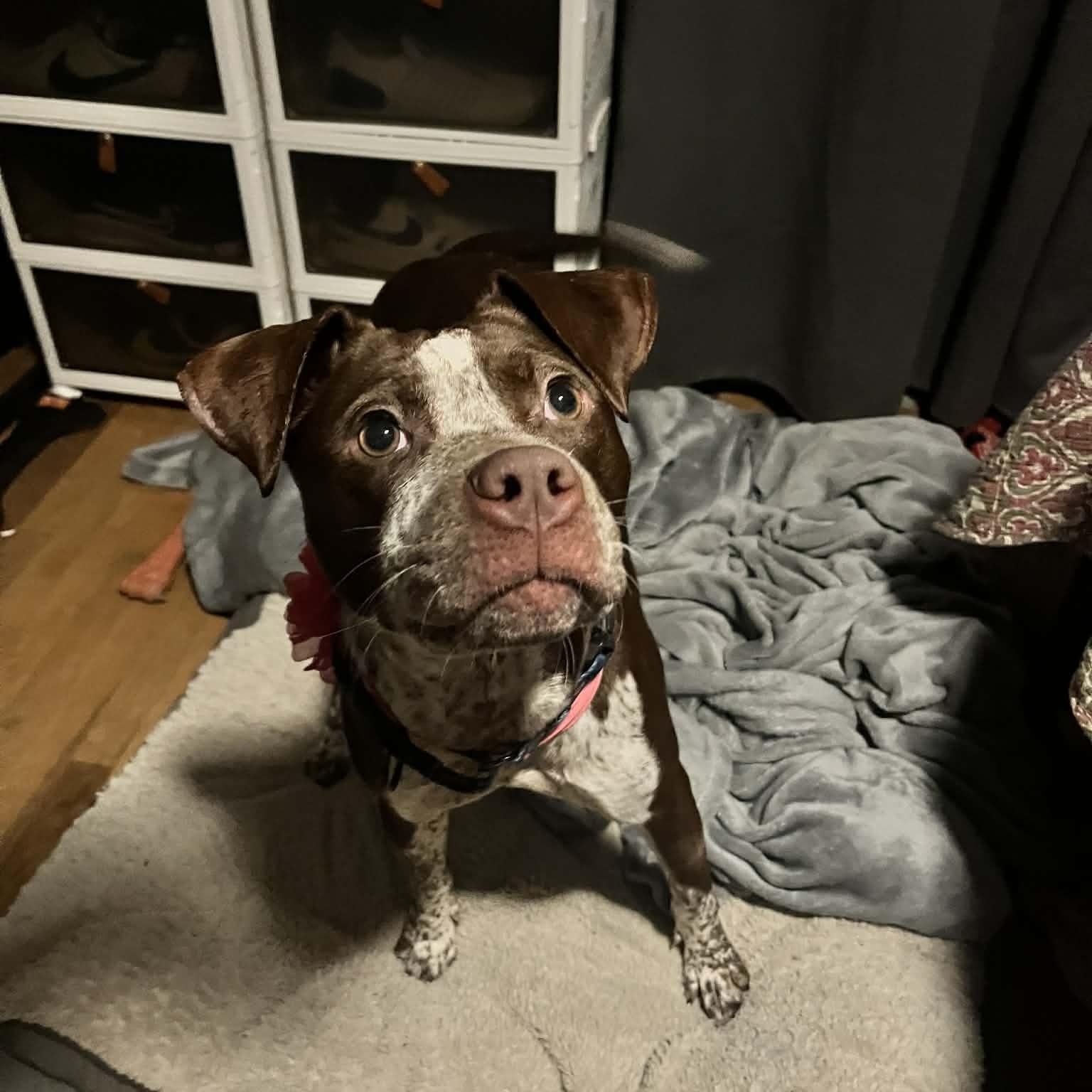 Enlarge Maple, an adopted mixed breed in East Peoria, IL image 4/5