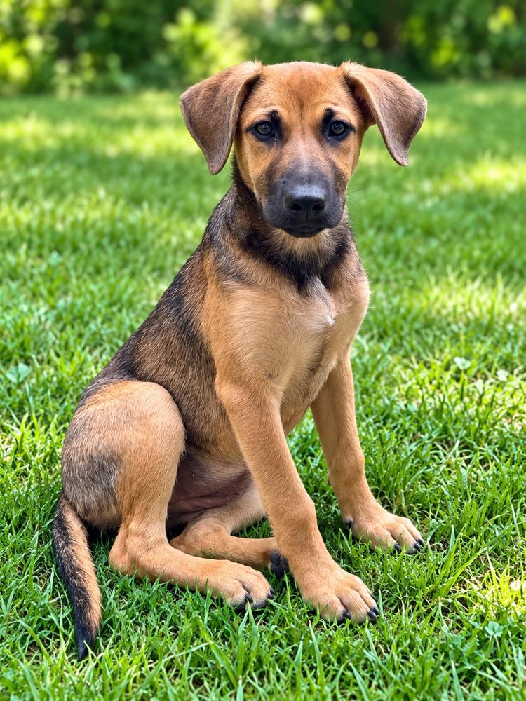Enlarge Mya, a Adoptable mixed breed in Jefferson Hills, PA image 2/3