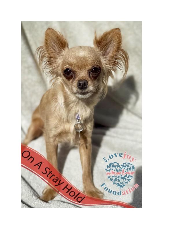 STRAY HOLD UNTIL 07212025 A photo with a stray hold banner is public and posted in a desire to reu