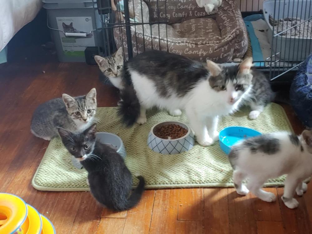 Enlarge Gideon (BONDED PAIR), a Adoptable Domestic Short Hair in Bolton, CT image 2/6