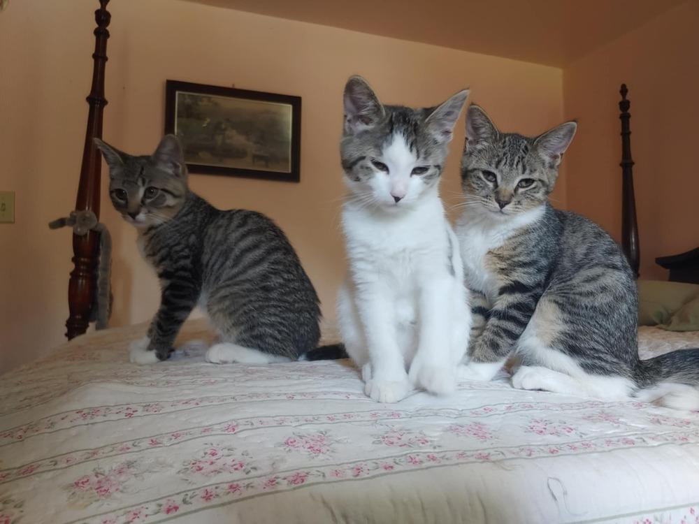 Enlarge Gideon (BONDED PAIR), a Adoptable Domestic Short Hair in Bolton, CT image 3/6