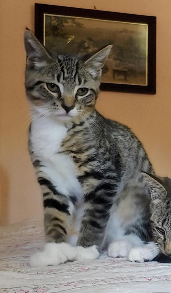 Enlarge Gideon (BONDED PAIR), a Adoptable Domestic Short Hair in Bolton, CT image 5/6