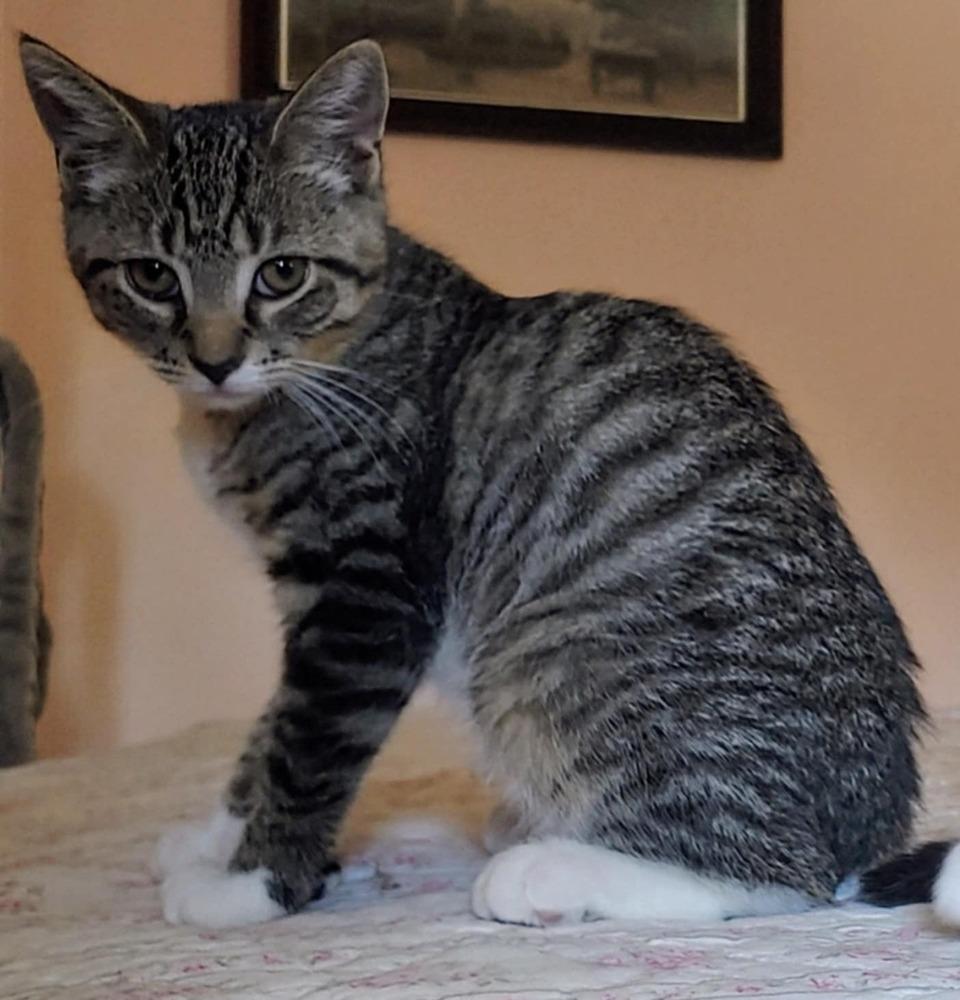 Enlarge Gideon (BONDED PAIR), a Adoptable Domestic Short Hair in Bolton, CT image 6/6