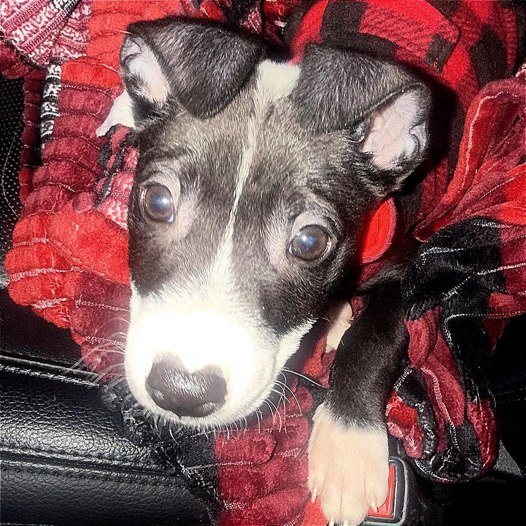 Enlarge Bruno, a Adoptable mixed breed in Monroe, MI image 1/6