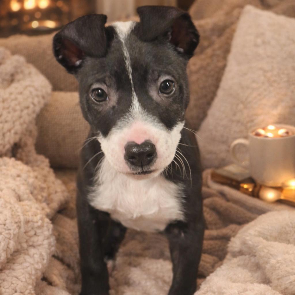 Enlarge Bruno, a Adoptable mixed breed in Monroe, MI image 2/6