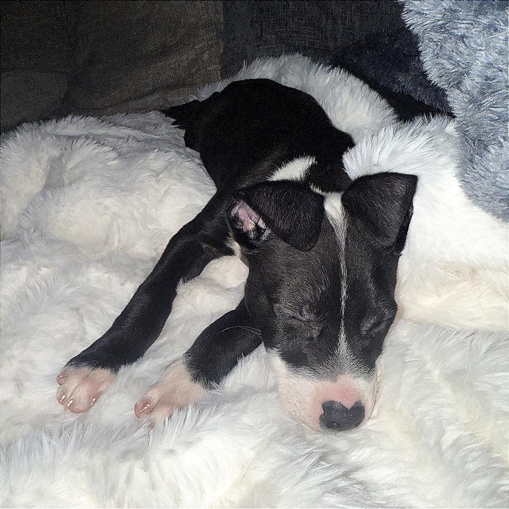 Enlarge Bruno, a Adoptable mixed breed in Monroe, MI image 3/6