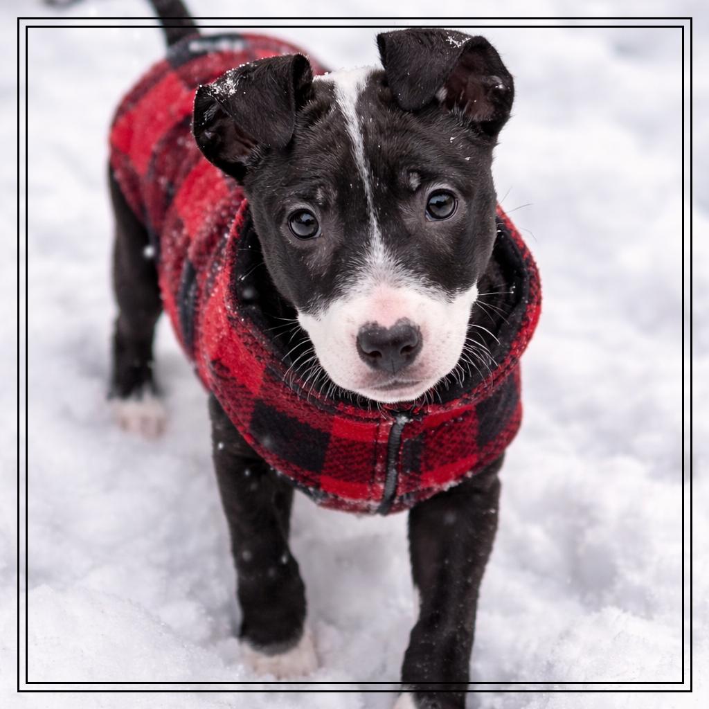 Enlarge Bruno, a Adoptable mixed breed in Monroe, MI image 4/6