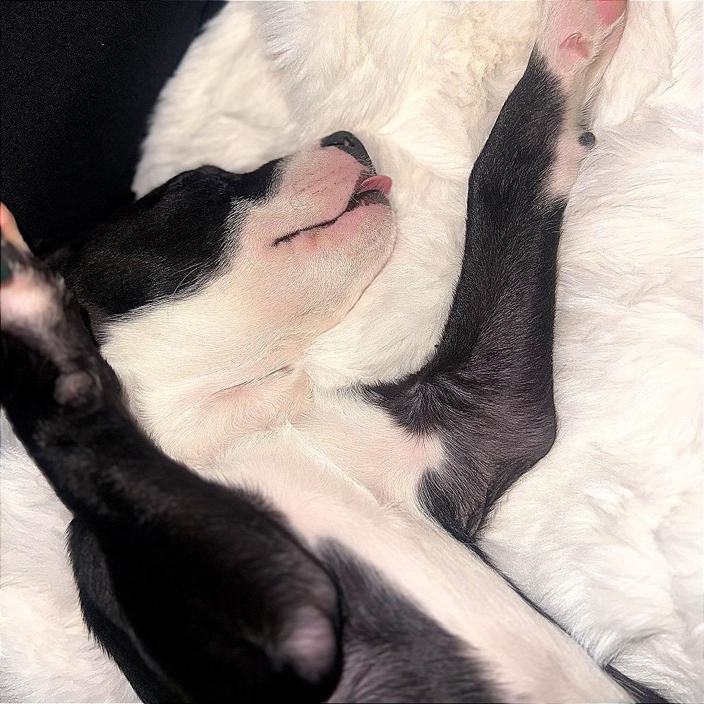 Enlarge Bruno, a Adoptable mixed breed in Monroe, MI image 6/6