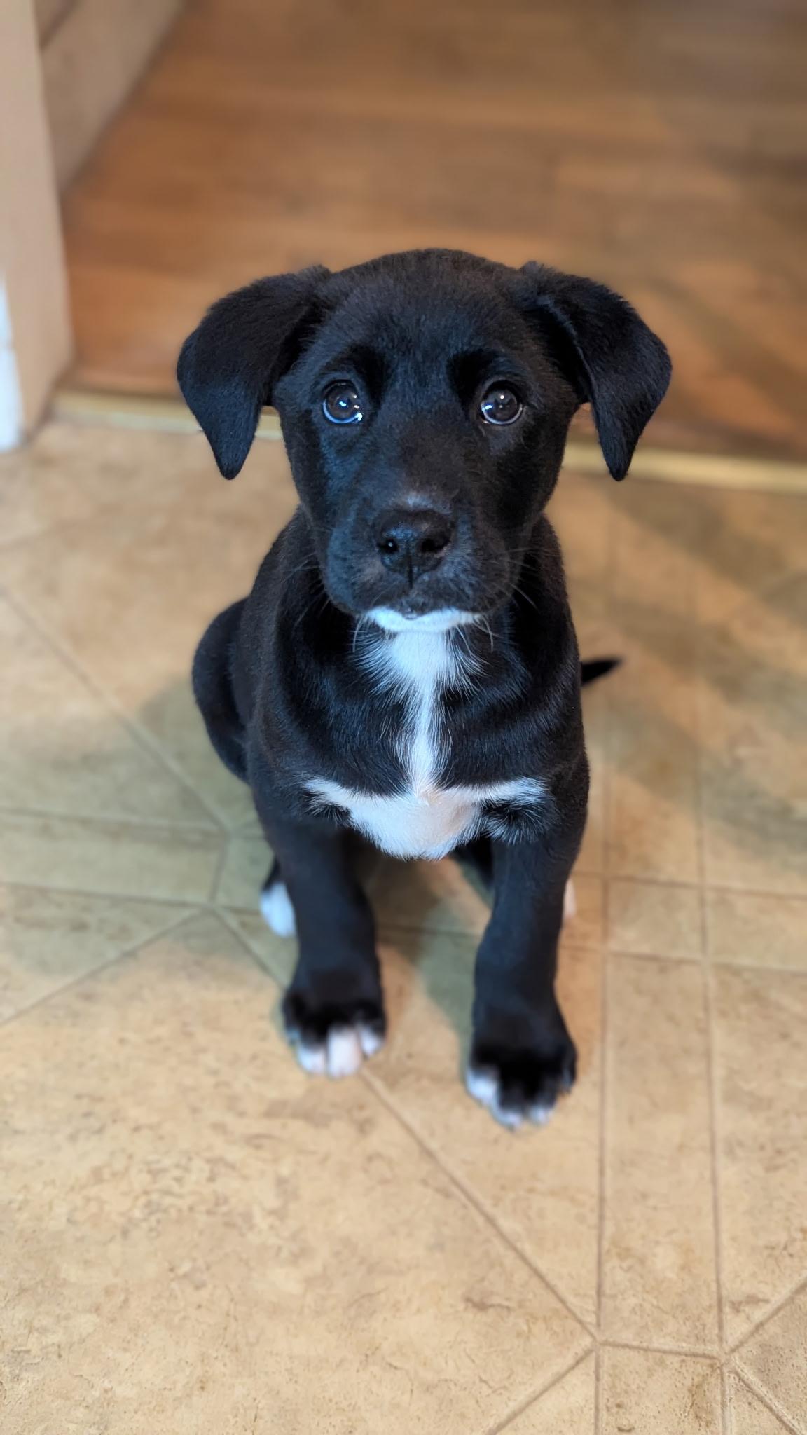 Enlarge Brookie, a Adoptable mixed breed in Albany, NY image 1/2
