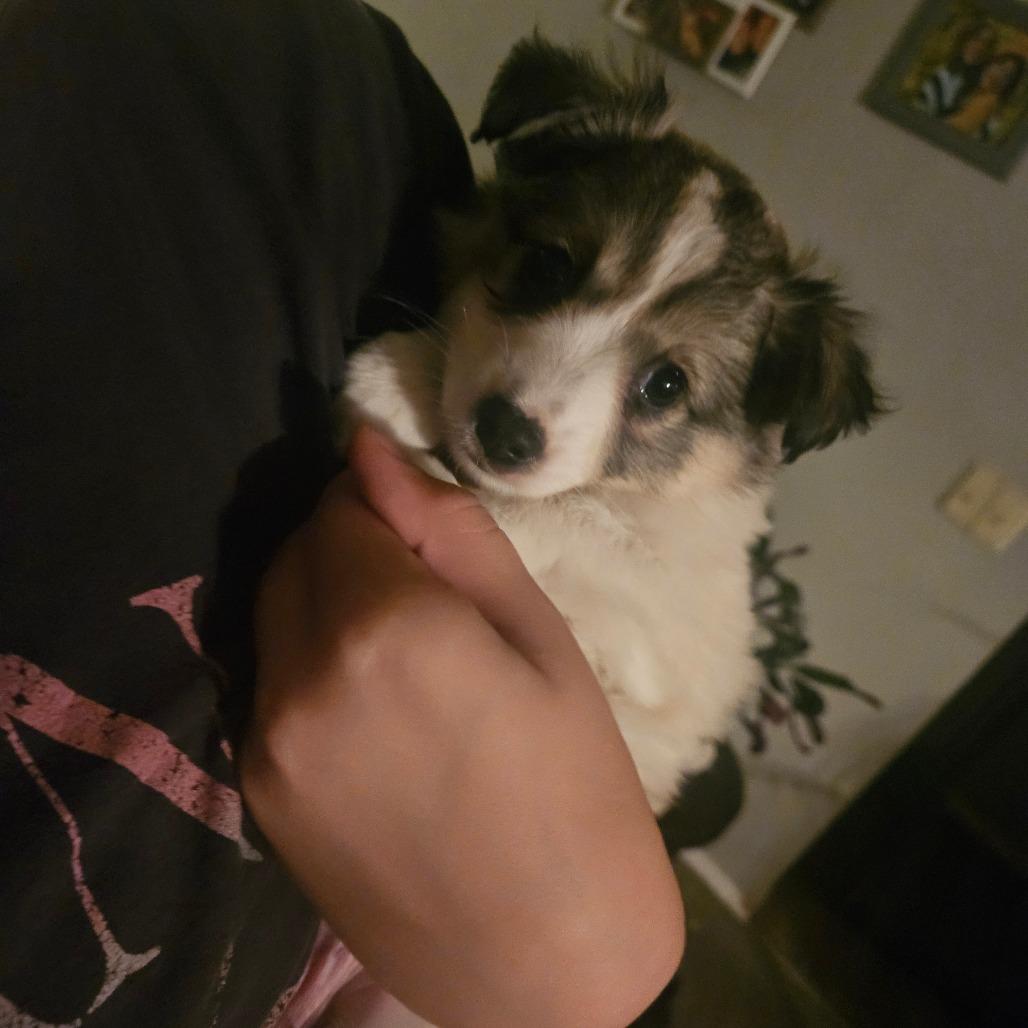 Cole, Adoptable, Puppy Male American Eskimo Dog & Shetland Sheepdog / Sheltie.