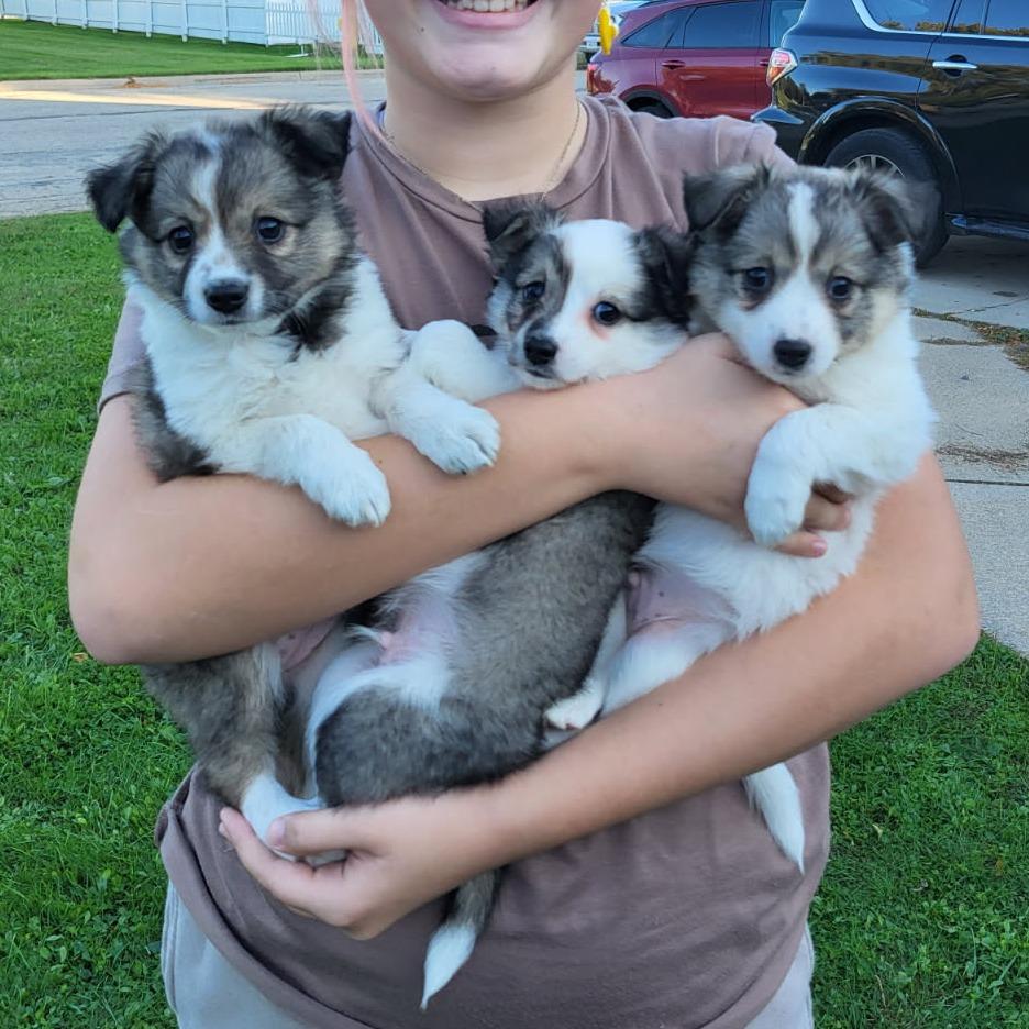 Enlarge Cole, a Adoptable mixed breed in Tomah, WI image 2/5