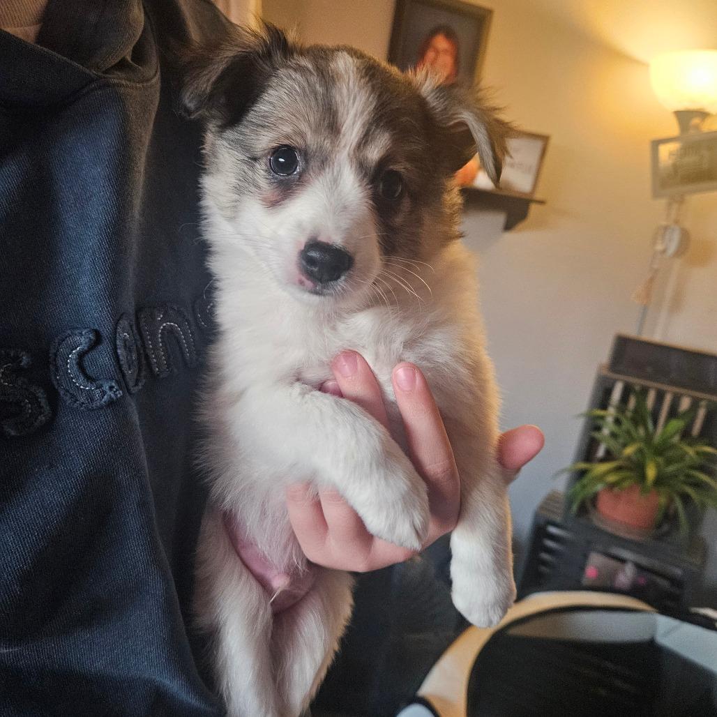 Enlarge Cole, a Adoptable mixed breed in Tomah, WI image 4/5