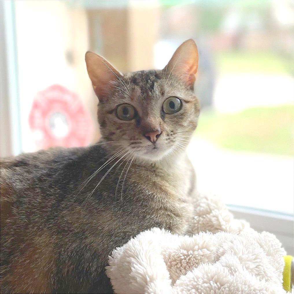 Enlarge Autumn II, a Adoptable mixed breed in Syracuse, NY image 2/6