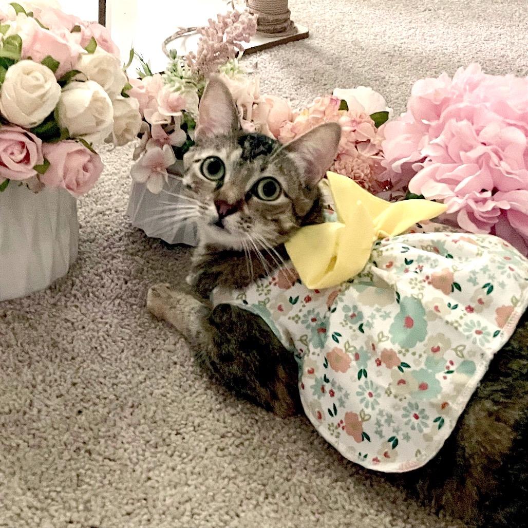 Enlarge Autumn II, a Adoptable mixed breed in Syracuse, NY image 1/6