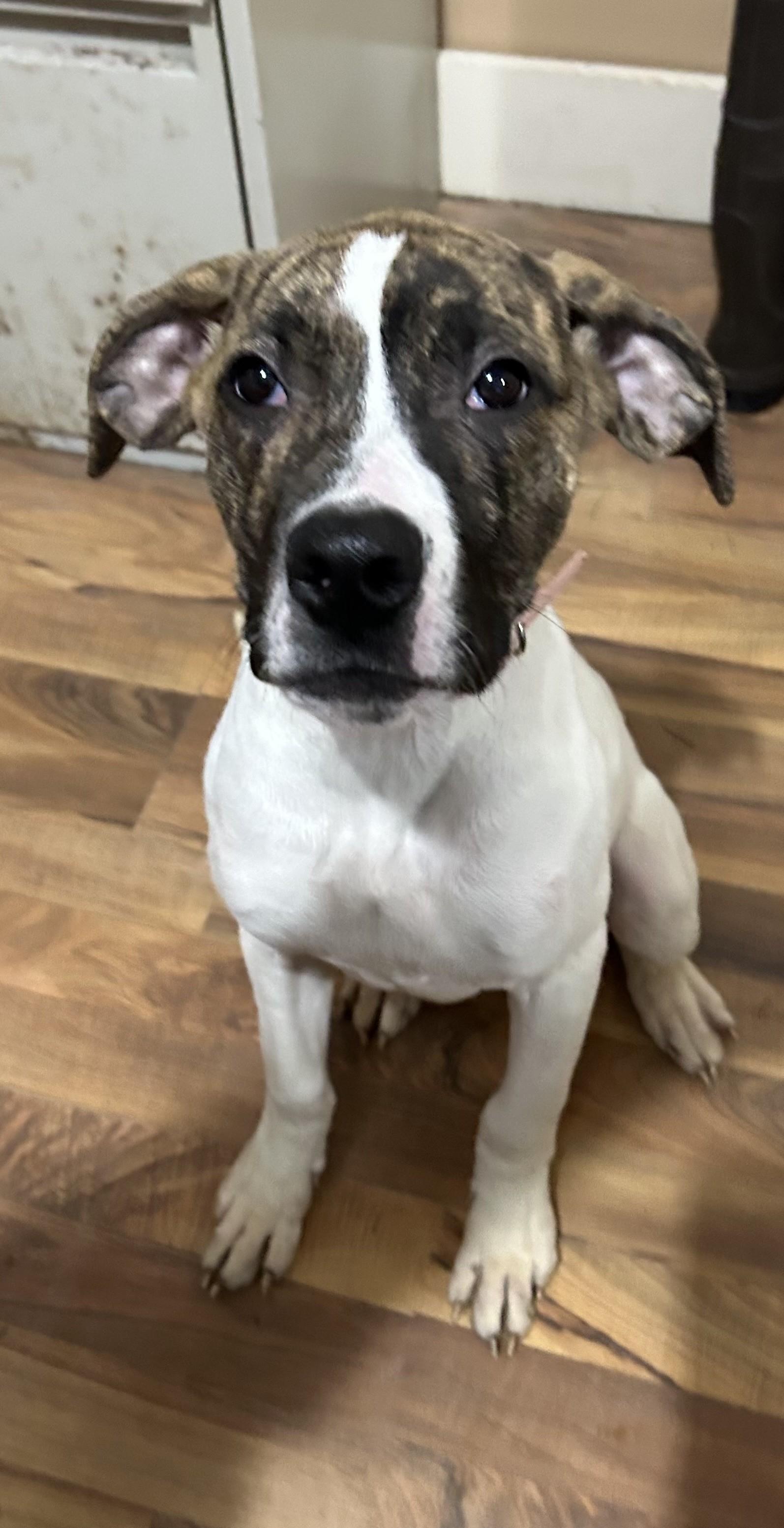 Jill, Adoptable, Young Female Terrier.