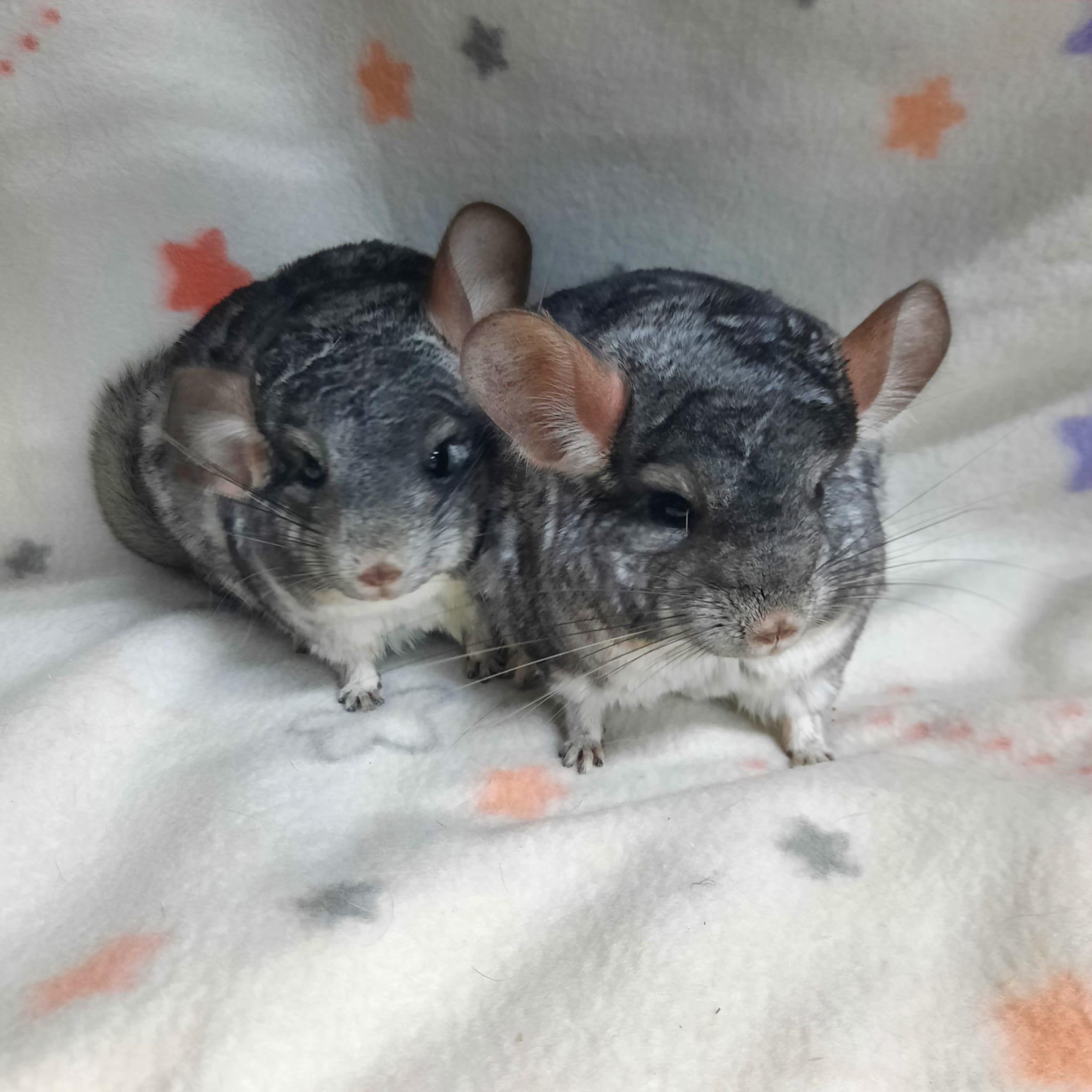 Gilbert & Julius, Adult Male Chinchilla