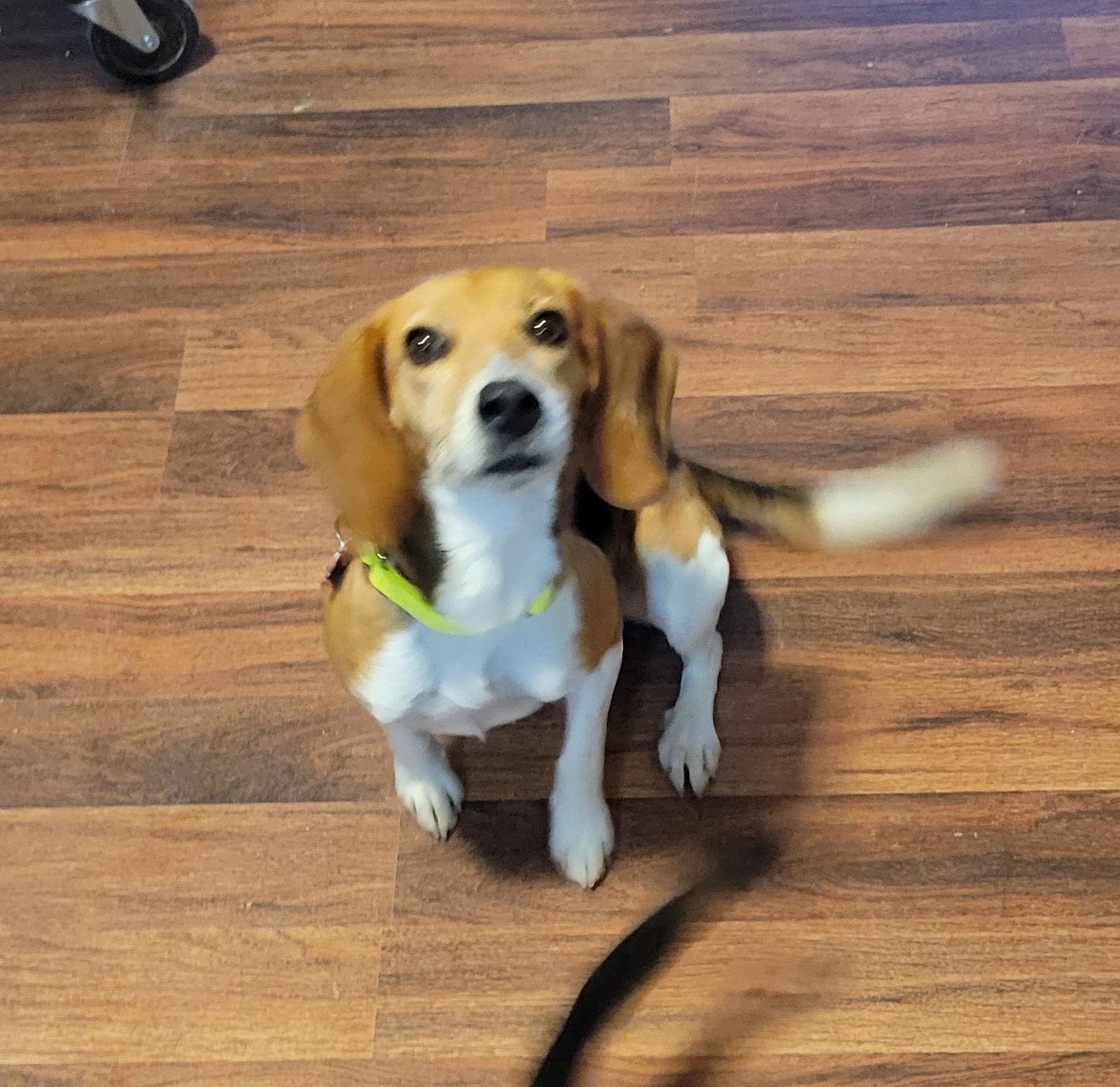 Fanny (Avril Lavigne), a Adopted Beagle in Las Vegas, NV image 1/3