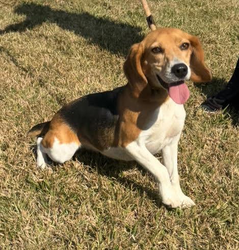 Fanny (Avril Lavigne), a Adopted Beagle in Las Vegas, NV image 2/3