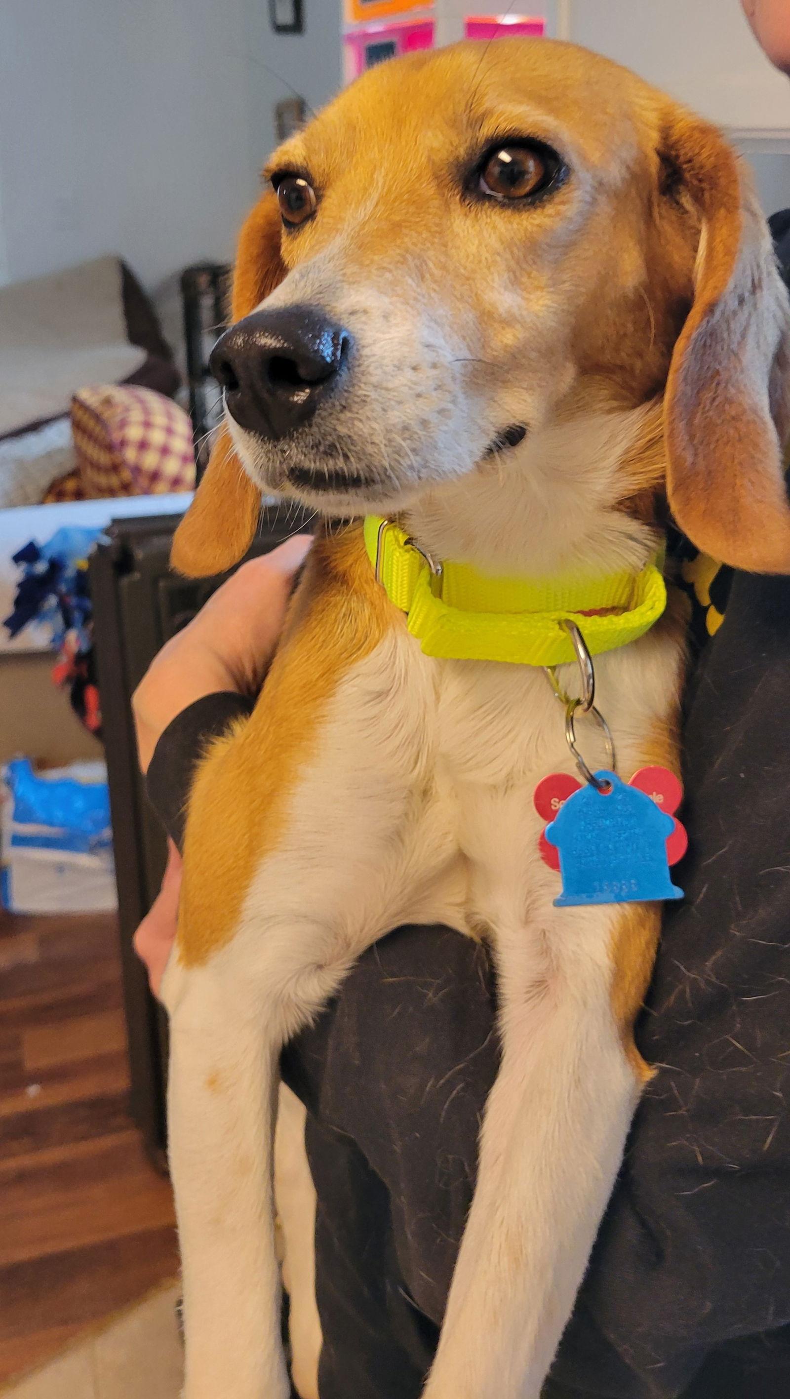 Fanny (Avril Lavigne), a Adopted Beagle in Las Vegas, NV image 3/3