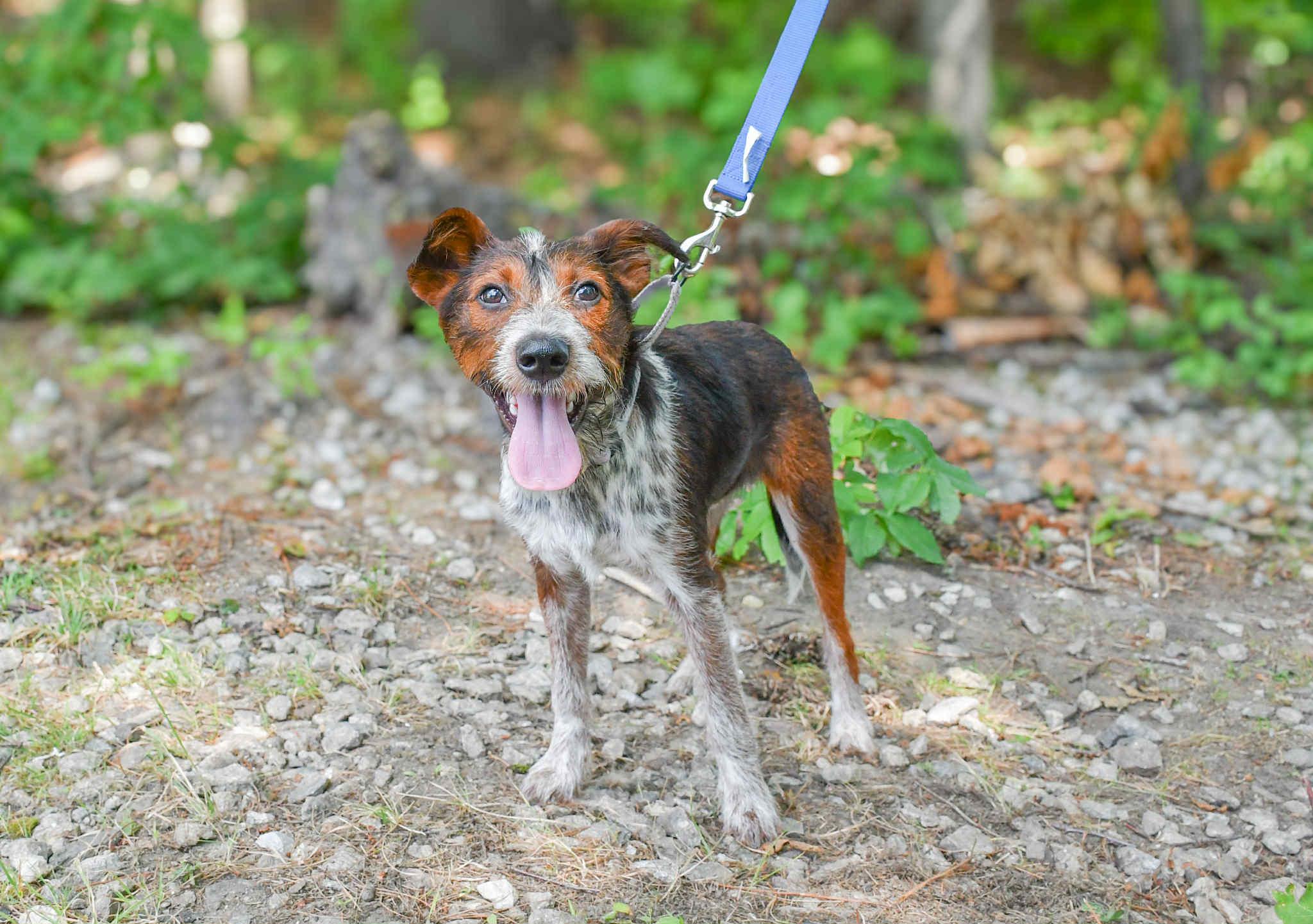 Slogan in NH! Come Meet our Adoptable Dogs Wednesday-Saturday. More info in Bio!