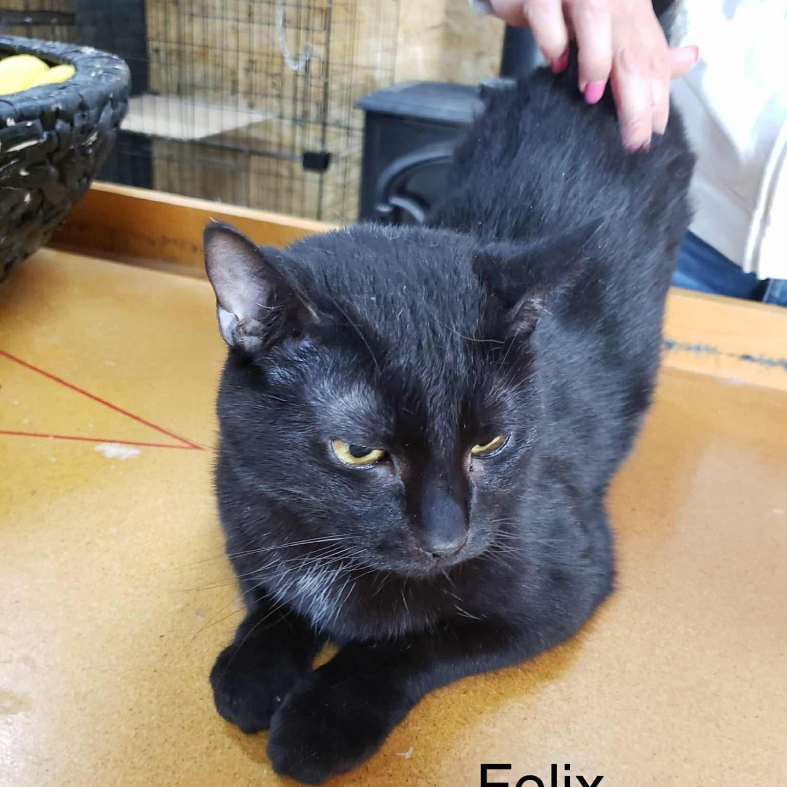 Felix, Adoptable, Young Male Domestic Short Hair.