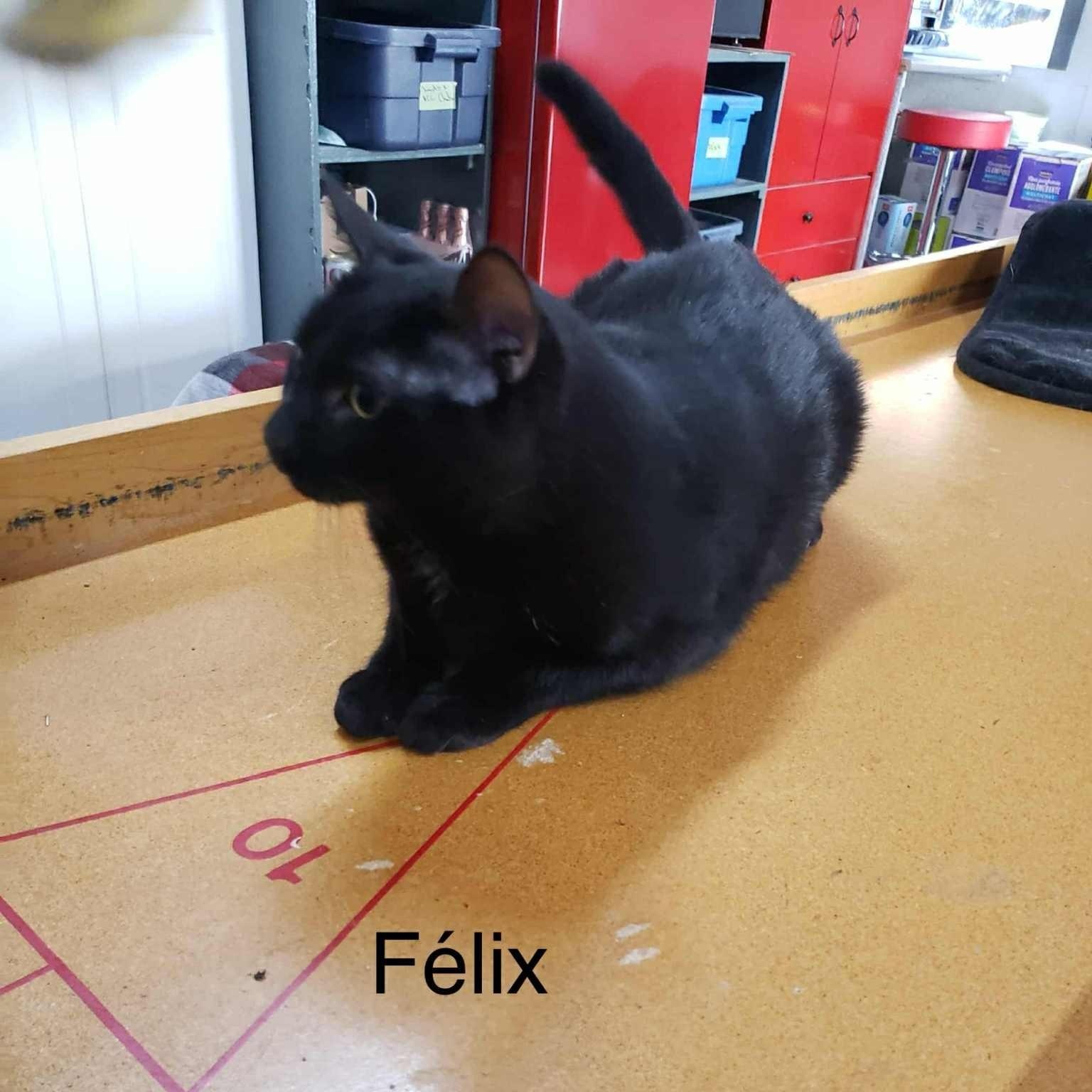 Enlarge Felix, a Adoptable Domestic Short Hair in Montreal, QC image 3/3