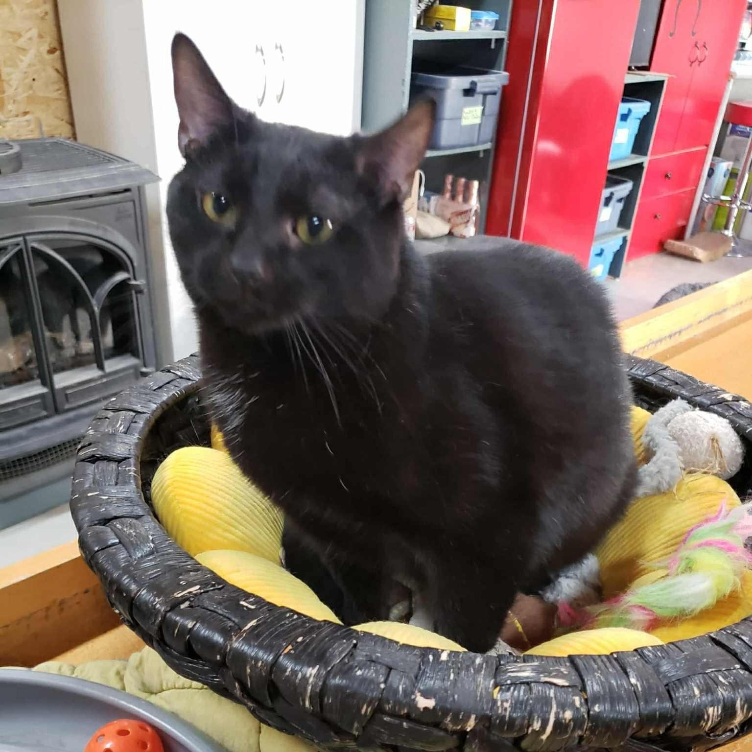 Felix, Adoptable, Young Male Domestic Short Hair.