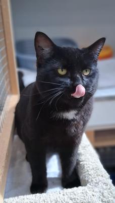Enlarge Seamus, an adopted Domestic Short Hair in Courtenay, BC image 4/4