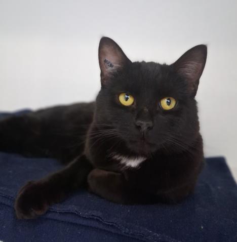 Seamus, adopted, Adult Male Domestic Short Hair.