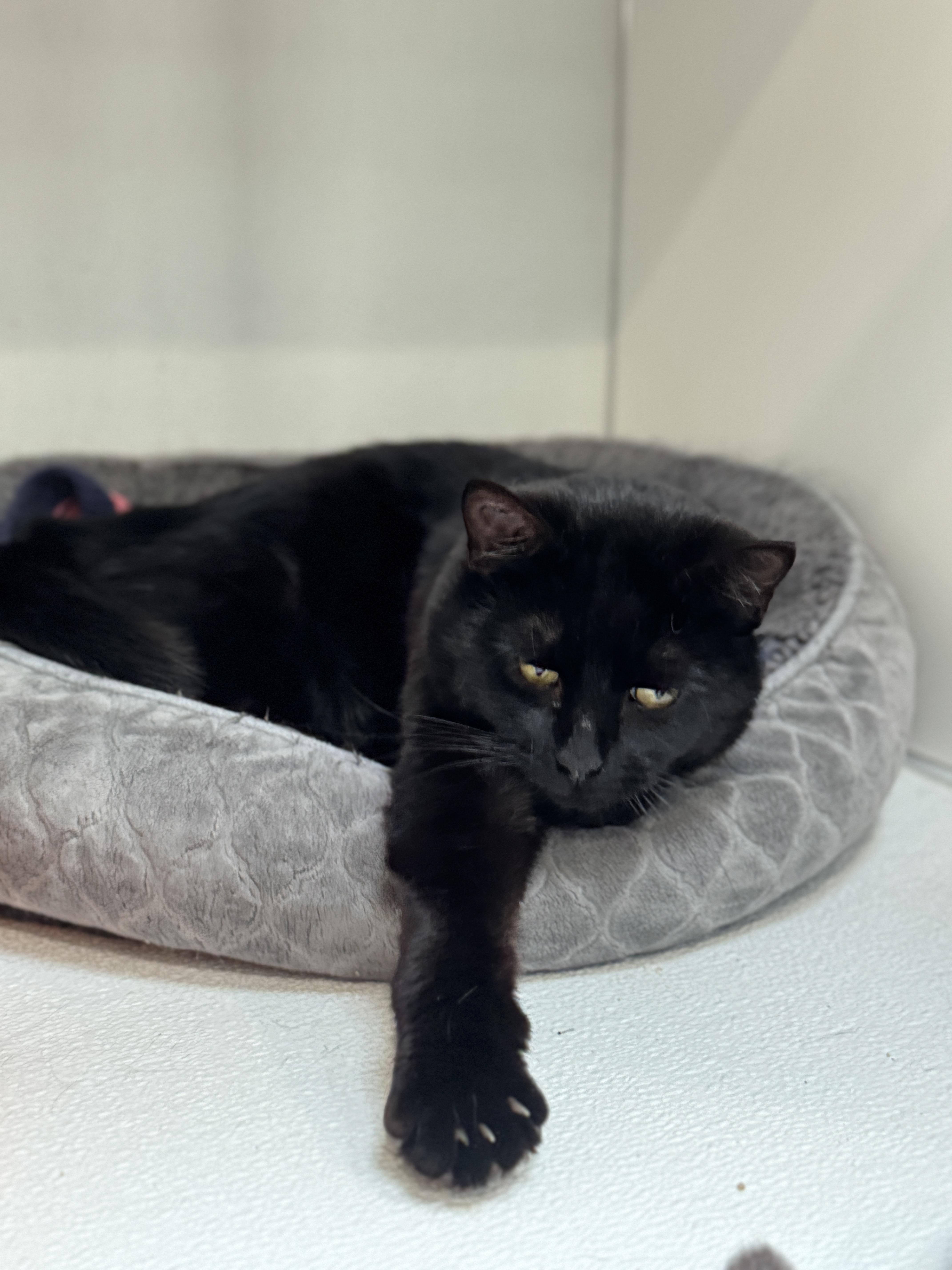 Enlarge Seamus, an adopted Domestic Short Hair in Courtenay, BC image 2/4