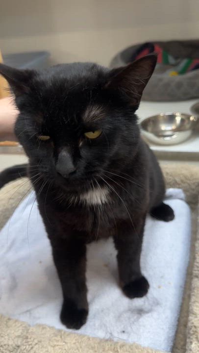 Enlarge Seamus, an adopted Domestic Short Hair in Courtenay, BC video 3/4