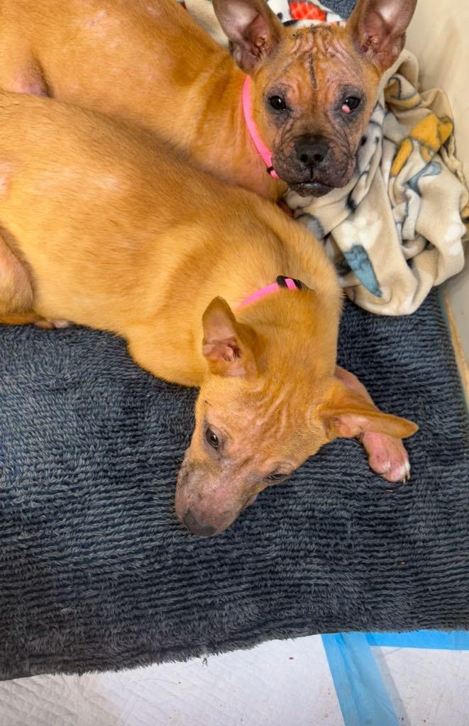 Poppy (fna Lily), Adoptable, Young Female Carolina Dog & Boxer.