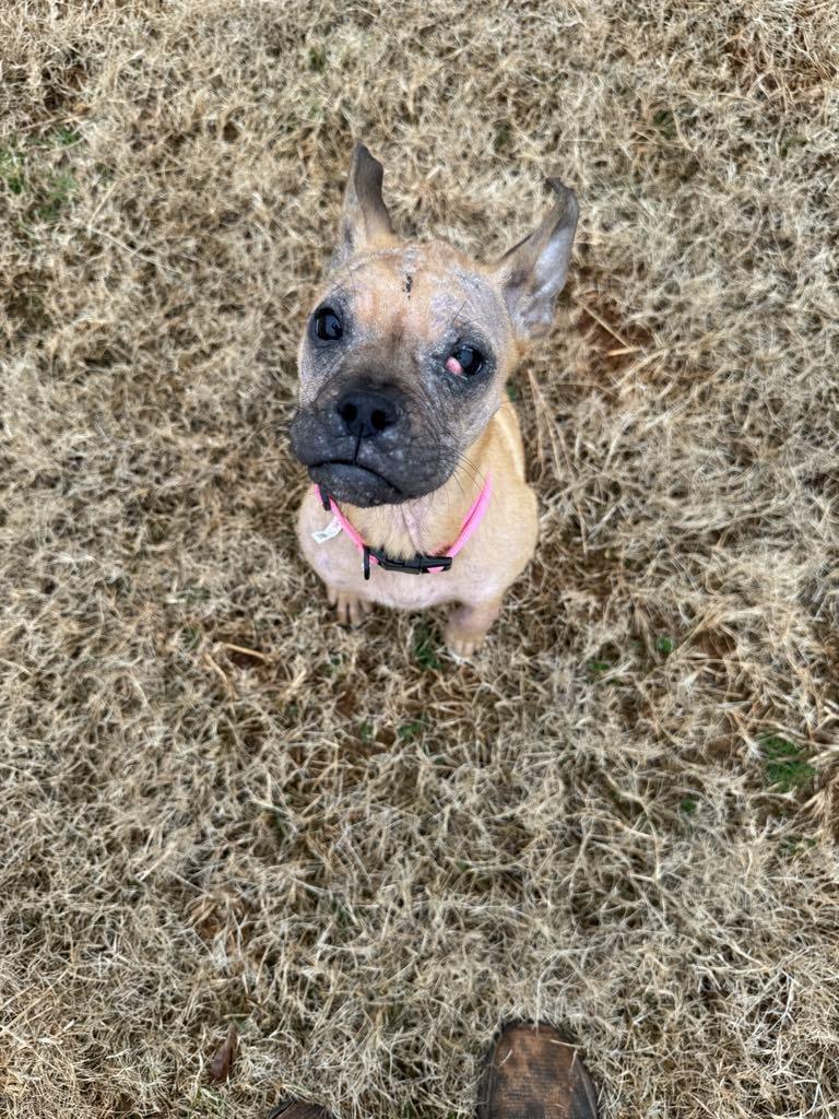 Poppy (fna Lily), a Adoptable mixed breed in Ferrisburgh, VT image 6/6