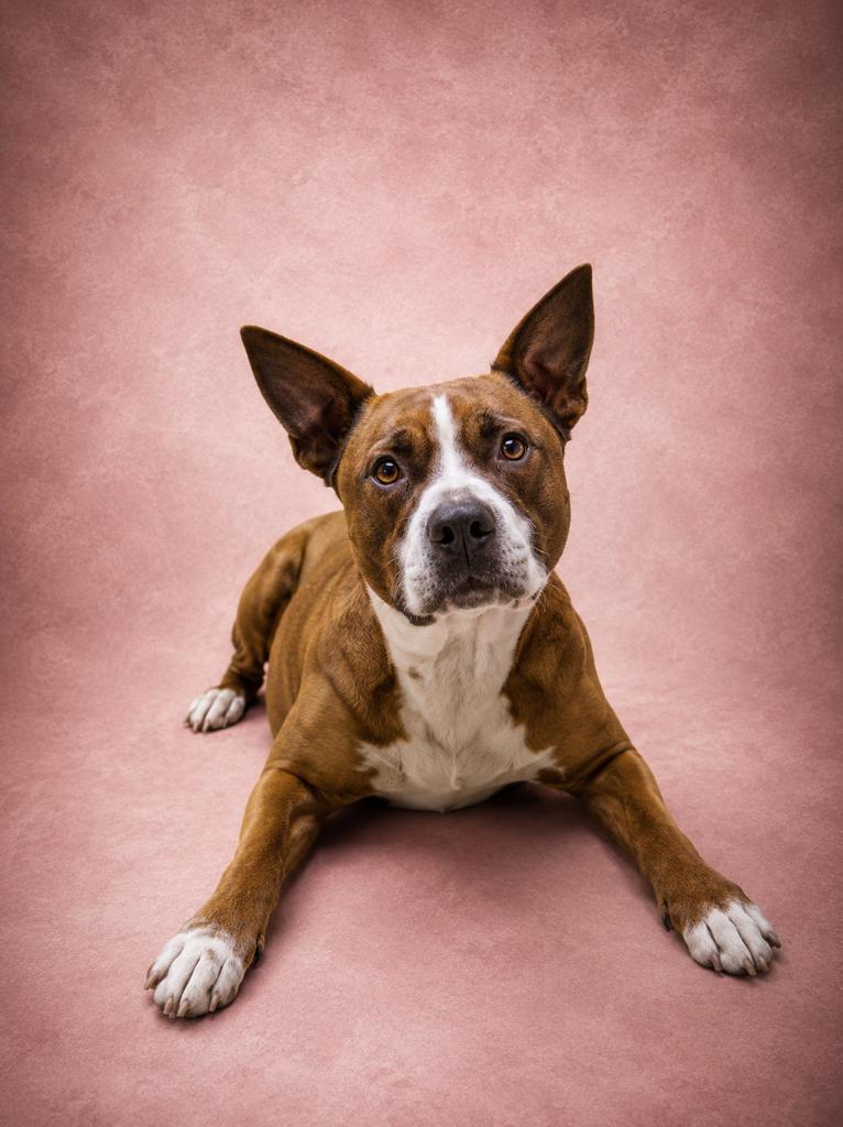 Marmalade ✅, Adoptable, Adult Female Mixed Breed.