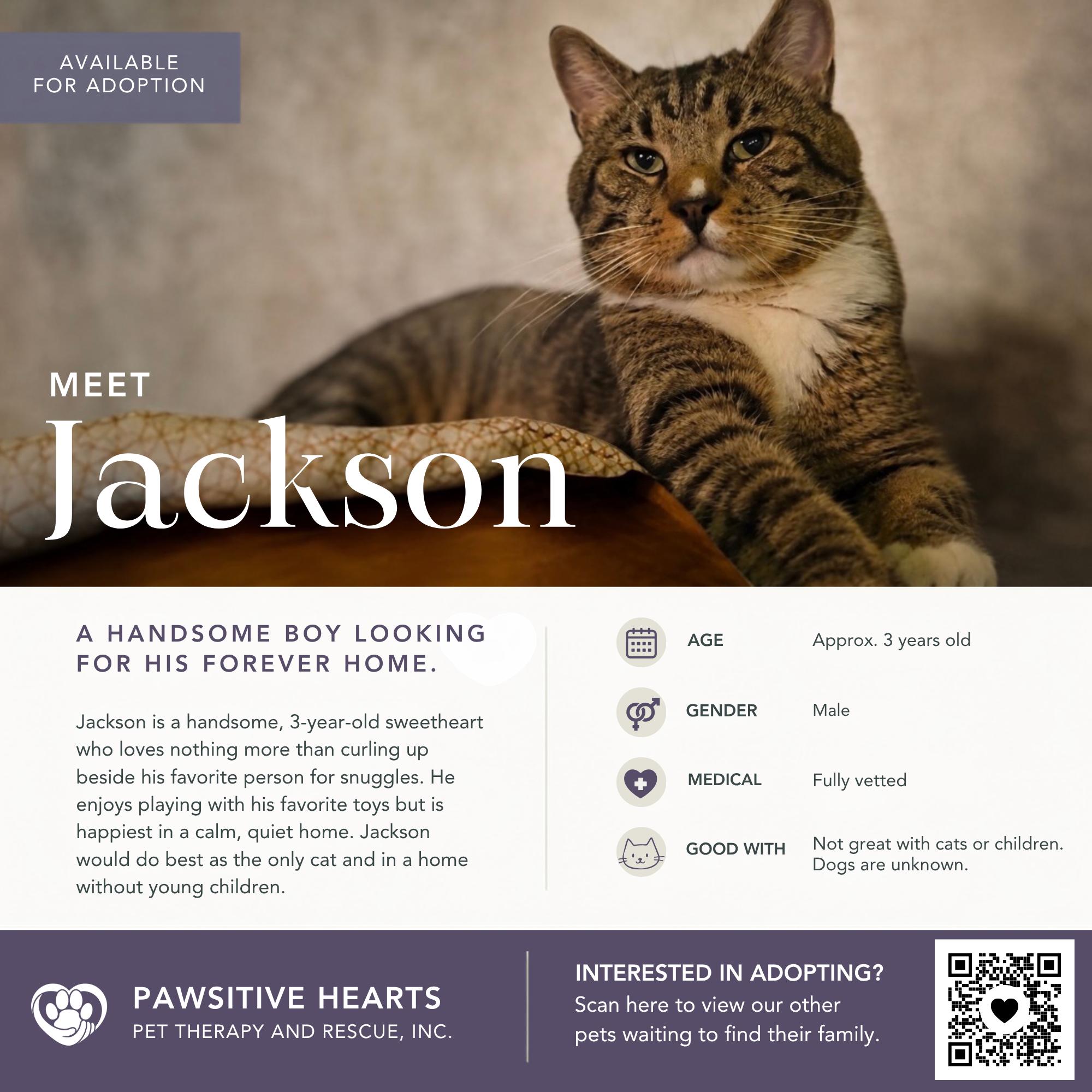 Jackson, ADOPTABLE, Adult Male Domestic Short Hair.