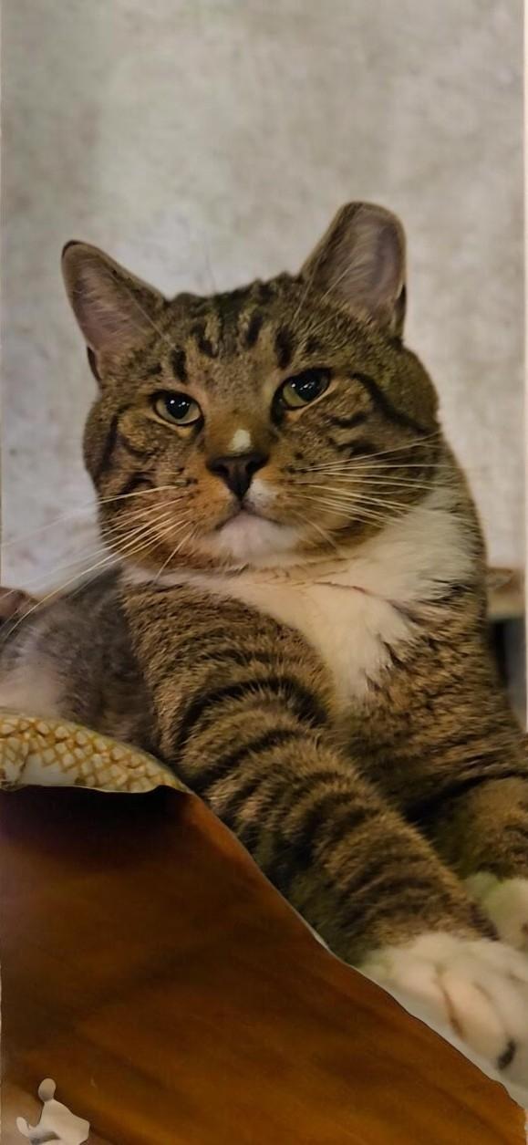 Enlarge Jackson, a Adopted Domestic Short Hair in Kenhorst, PA image 2/2