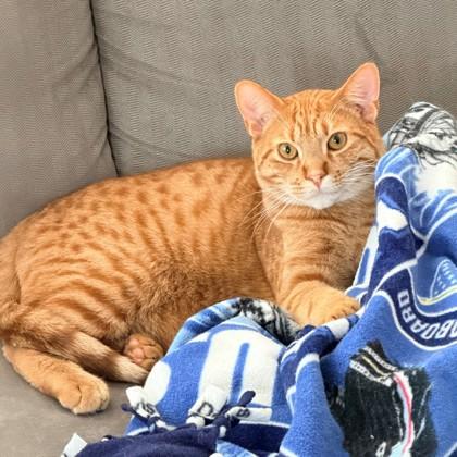 Watergate (Bashful Buddy), Adoptable, Young Male Domestic Short Hair & Domestic Short Hair.