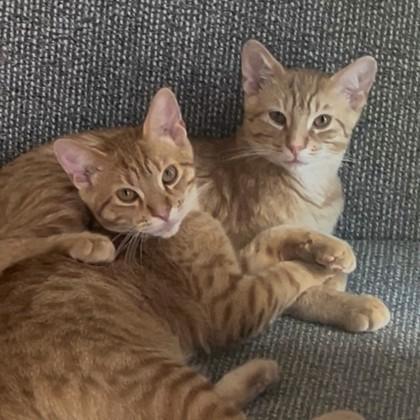 Watergate (Bashful Buddy), Adoptable, Young Male Domestic Short Hair & Domestic Short Hair.