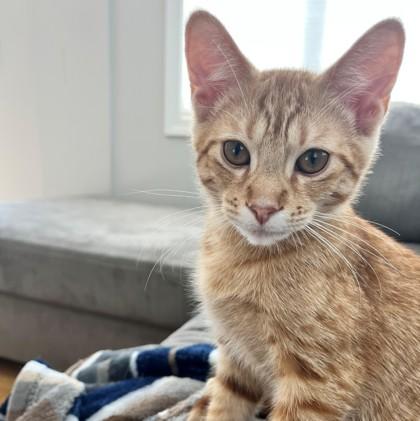 Watergate (Bashful Buddy), Adoptable, Young Male Domestic Short Hair & Domestic Short Hair.