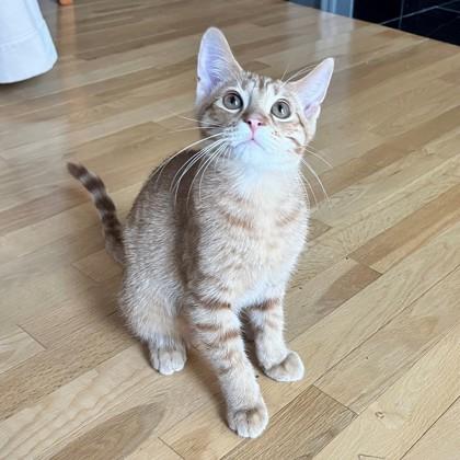 Enlarge Watergate (Bashful Buddy), a Adoptable Domestic Short Hair in Wheaton, IL image 3/3