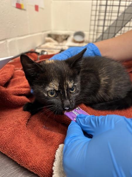 Persimmon, Adoptable, Kitten Female Domestic Short Hair.