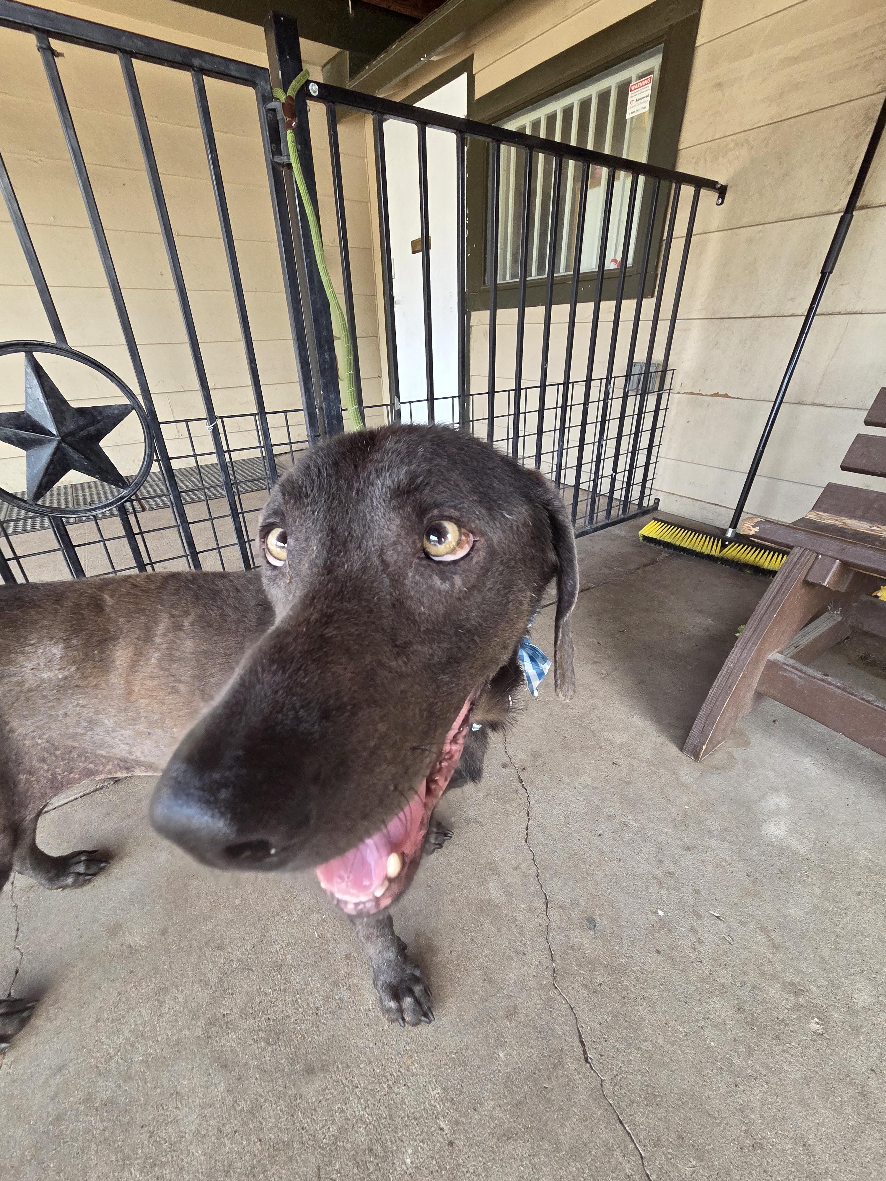 Silas, a ADOPTABLE Chocolate Labrador Retriever in Plano, TX image 5/6